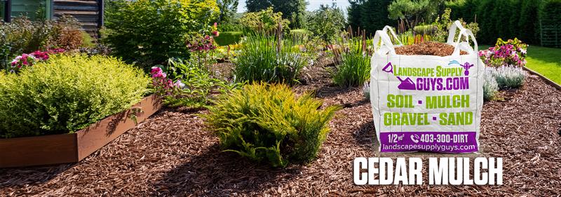 When and Where to Use Cedar Mulch