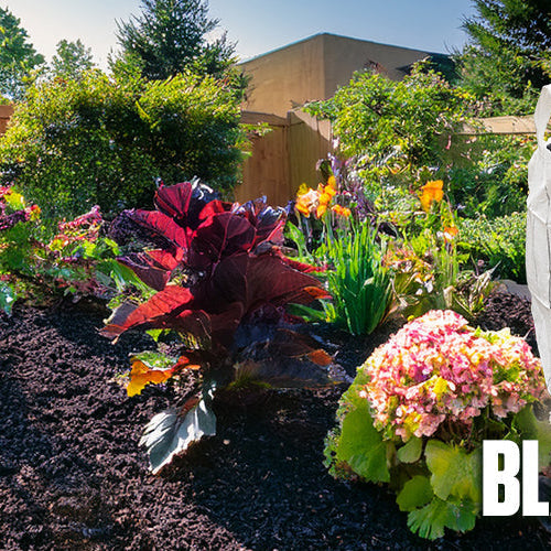 Fresh black mulch in a Calgary flower bed with dark colour and clean landscaping around shrubs and plants