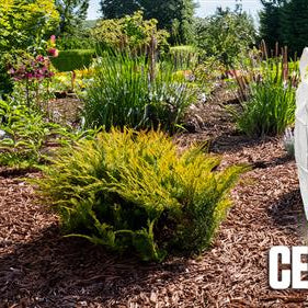 When and Where to Use Cedar Mulch