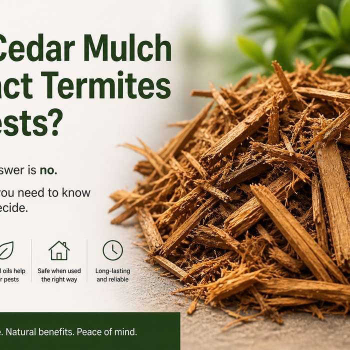 Cedar mulch in a garden bed does not attract termites or pests when placed away from the home